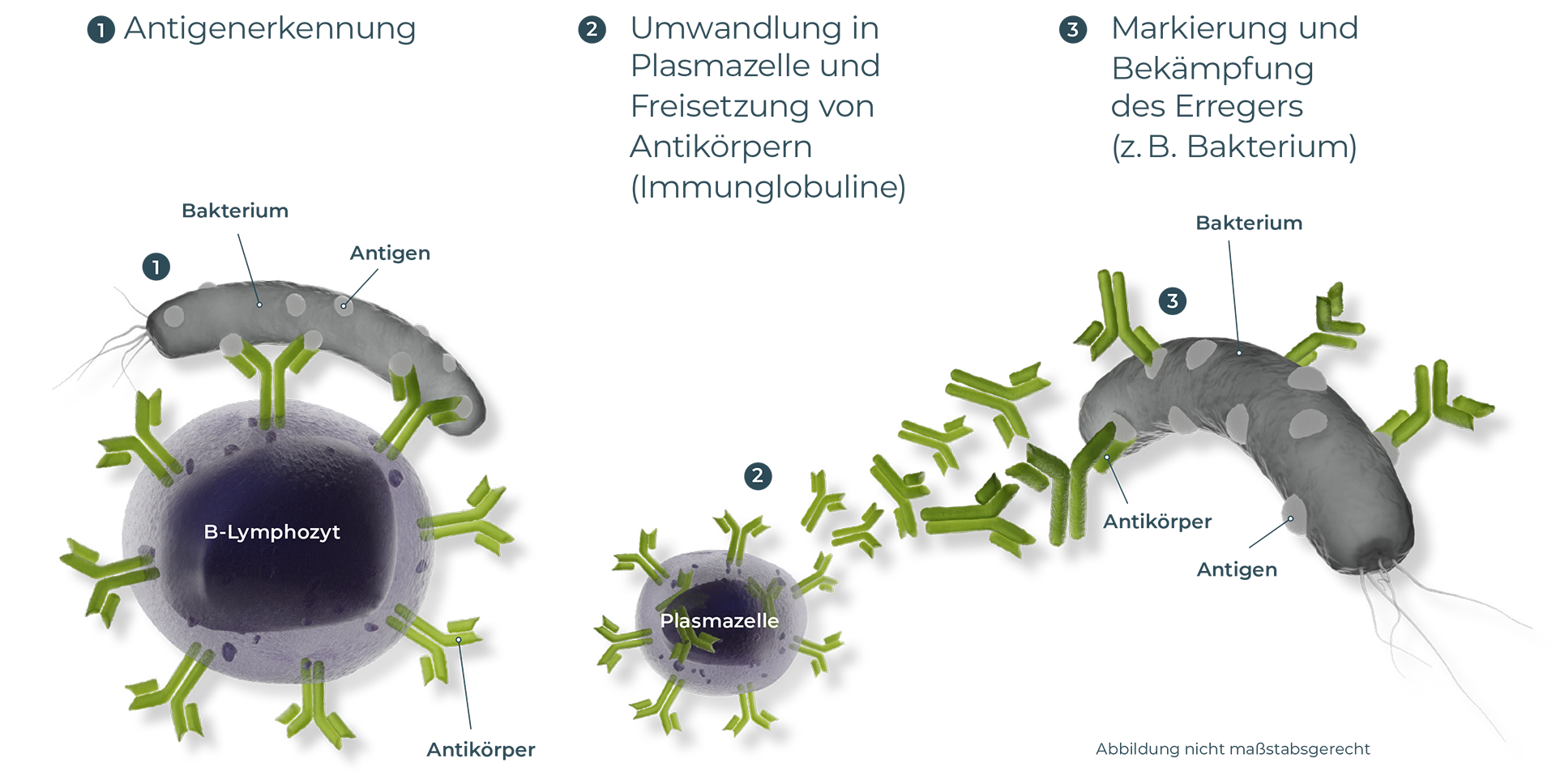 Infekte Bei Krebs - Das Immunsystem